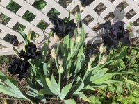 Iris/Black flags
