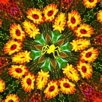 Floral Flash Fusion
