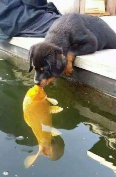 A Kiss