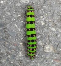 Housenka Otakárka fenyklového, Fennel swallowtail caterpillar