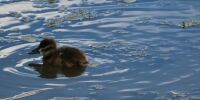 Duckling