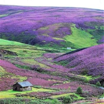 Purple Heather in Scotland