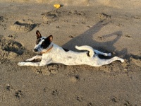 Ah. . . the life of a beach dog.  /  Pemuteran Bali.