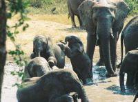 Kruger - Elephants at the water hole