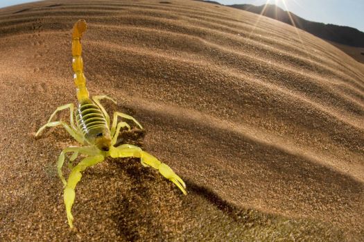 Scorpion by Dale Morris Namibia