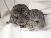 Chinchilla Babies