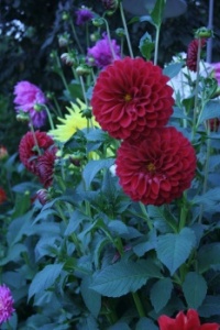 Beautiful Dahlia Flowers
