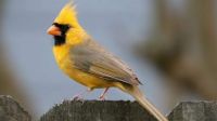 Rare Yellow Cardinal Spotted in Alabama