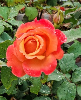 Pretty Rose with Morning Droplets
