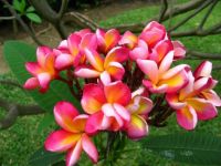 Fleurs de frangipanier rose