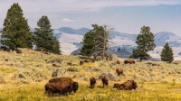 American Bison in Yellowstone's Lamar Valley