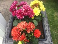 Zomer bloeiers