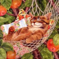 kitty in a hammock