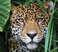 Rainforest-jaguar