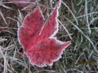 Frosted Fall