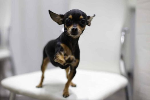 Chihuahua