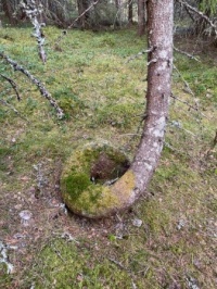 Crooked tree, Norwegian nature.