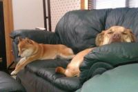nap time after a walk