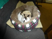 New Bed