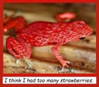 Strawberry Frog