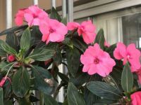 Pretty Pink