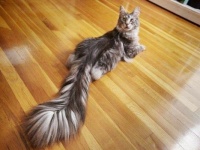 What's so comical about my tail?!