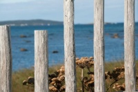 Newfoundland