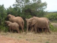 Elephant friends