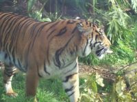 Auckland Zoo - New Zealand