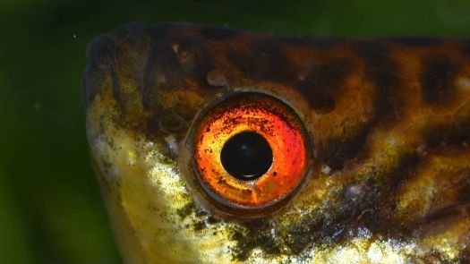 Fish eye lens?