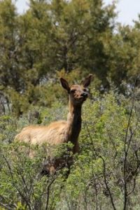 elk