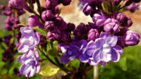 Voňavé květy šeříku - Fragrant lilac flowers