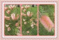 A Beautiful Bottle Brush From Carolyn. Larger.