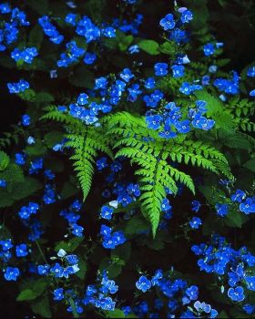 Blue Flowers in Fern