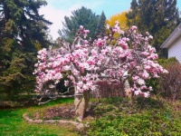 Magnolia