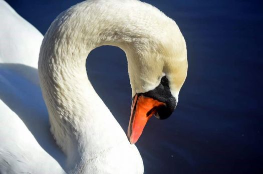 Solve Swan jigsaw puzzle online with 24 pieces