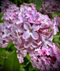 Lilacs