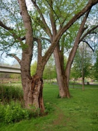 Ancient trees