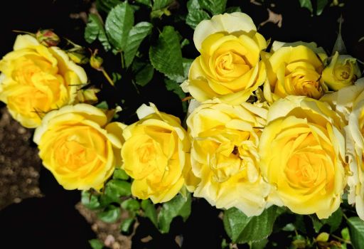 Solve Yellow Rose Cluster jigsaw puzzle online with 70 pieces