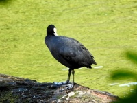 Coot