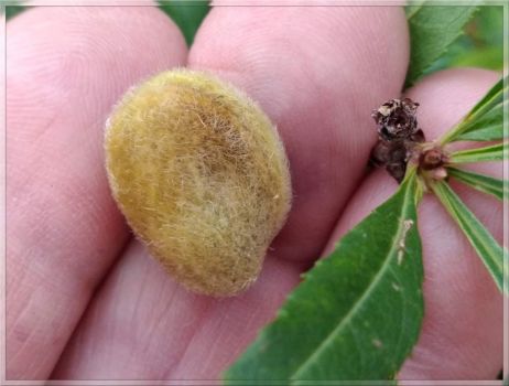 Prunus tenella, the dwarf Russian almond  -  Mandloň nízká