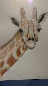 Giraffe nade by my grandson in pencils