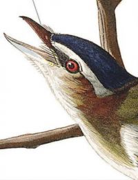 RED EYED VIREO