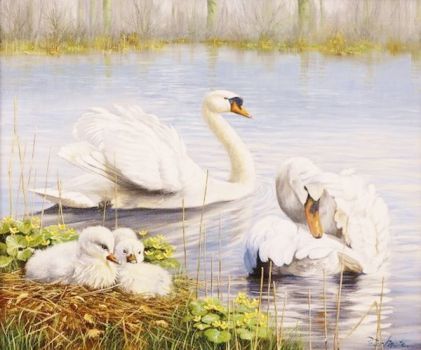 Solve SWAN FAMILY jigsaw puzzle online with 80 pieces