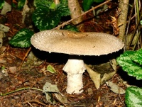 Fungus Finds