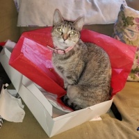 Sibby "helping" to wrap Christmas gifts
