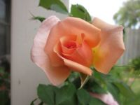 Peach rose