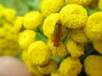 Bug on yellow