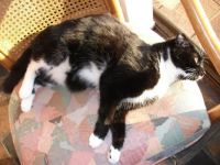 The beautiful Fergus - naughtiness personified but love you just the same