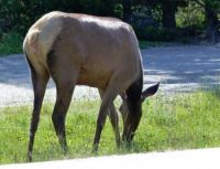 A young female Elk